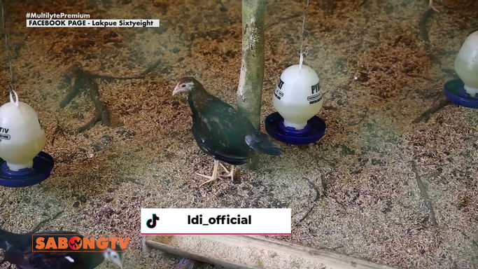 PBRB Gamefarm ni Raymond Burgos Tatalakayin ang kanyang Sistema sa Manukan sa Powered by LDI May 17, 2025